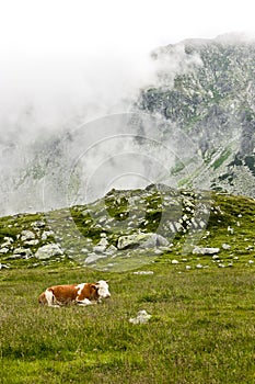 Alpine cow