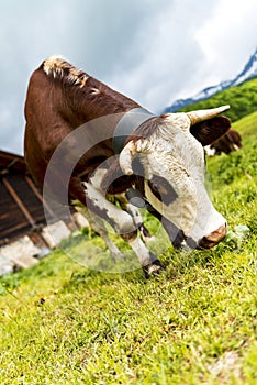 Alpine cow