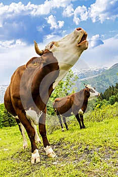 Alpine cow