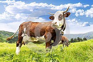 Alpine cow