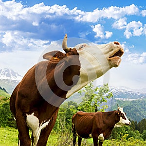 Alpine cow