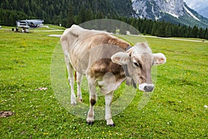 Alpine Cow