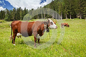 Alpine cow with bell
