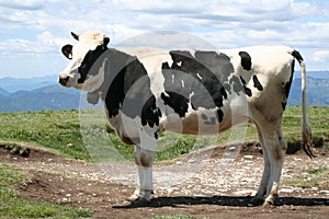 Alpine Cow, with Bell.