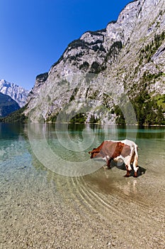 Alpine cow drinking water from Obersee lake, Konigssee, Germany