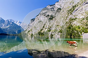 Alpine cow drinking water from Obersee lake, Konigssee, Germany