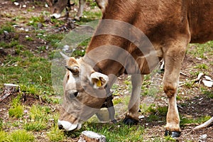 Alpine cow eats grass