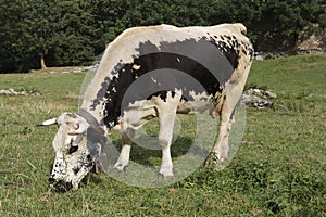 Alpine cow grazing