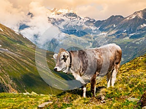 Alpine cow grazing in the mountains