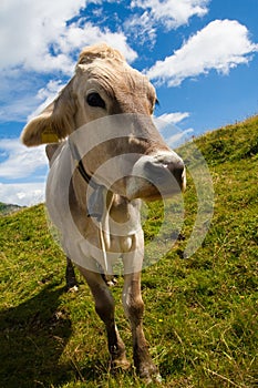 Alpine cow on green meadow