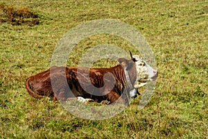 Alpine cow on the green meadow in the Alps