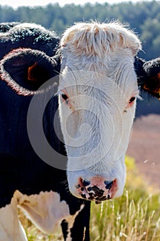 Alpine cow in his pasture