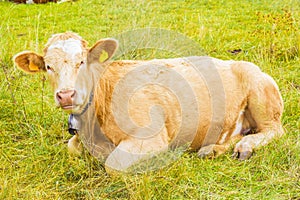 Alpine cow in his pasture