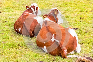 Alpine cow in his pasture