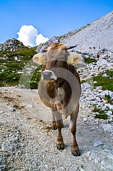 Alpine Cow in Italian Dolomites