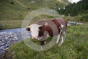 Alpine cow photo