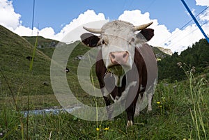 Montana alta una vaca 