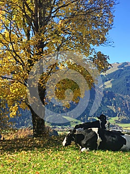 Alpine cow relaxing on the hill in autumn