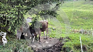 Alpine cow scratching on a tree