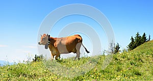 Alpine cow in summer