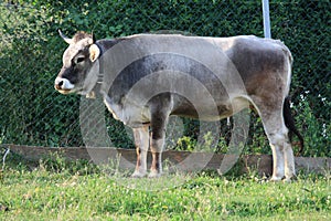 Alpine cow