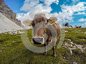 Alpine Cow, Tre Cime de Lavaredo, Dolomites, Italy