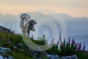 Alpine Cow, Tre Cime de Lavaredo, Dolomites, Italy