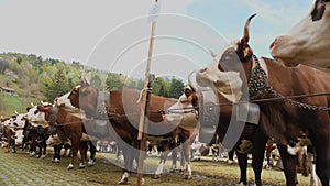 alpine cows. farming. breeding alpine cows. Well-fed, well-groomed alpine cows, bulls and calves, with bells on their