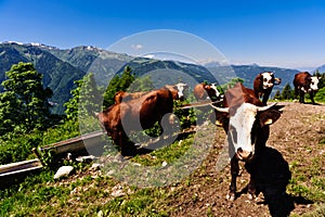 Alpine cows herd drinking water