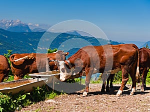 Alpine cows herd drinking water