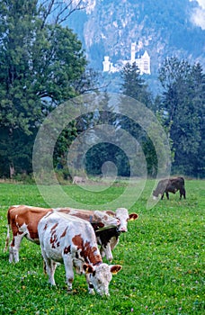 Alpine cows with horns, calfs, meadow, pasture, herd in front of forest, fir trees, famous Neuschwanstein