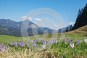 Alpine crocus in april, soft background