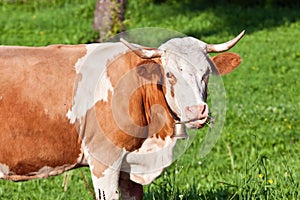 Alpine cute cow on summer pasture