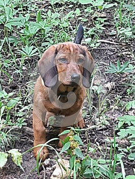 Alpine dachsbracke dog