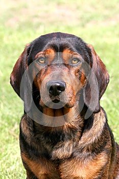 Alpine Dachsbracke dog photo