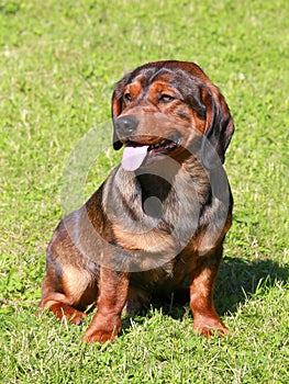 Alpine Dachsbracke dog