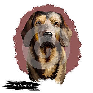 Alpine Dachsbracke dog digital art illustration isolated on white background. Small breed of dog of the scent hound type