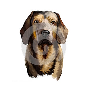 Alpine Dachsbracke dog digital art illustration isolated on white background. Small breed of dog of the scent hound type