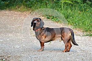 The Alpine Dachsbracke hunting dog