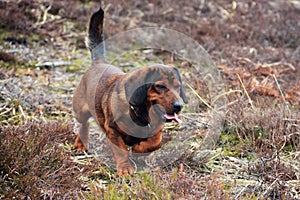 Alpine Dachsbracke a nice mediumsized dog