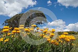 Alpine Daisies