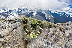 Alpine Daisies on Mt. Freemont in Washington