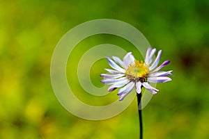 Alpine Daisy, Tuolumne Meadows, Sunset, Yosemite