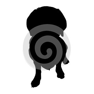 Alpine Daschsbracke Dog Silhouette Isolated On White