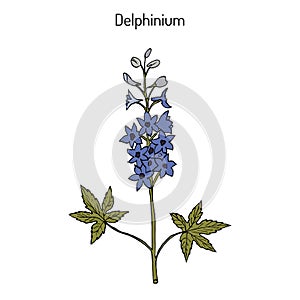 Alpine delphinium Delphinium elatum , or candle larkspur - ornamental and medicinal plant