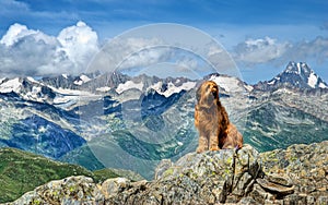 Alpine dog photo