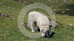 Alpine dog search around, sniffing grass at mountains.