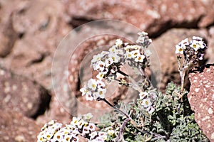 Alpine false candytuft (Smelowskia ovalis) wildflower blooming among rocks at high altitude, Lassen Volcanic National Park,