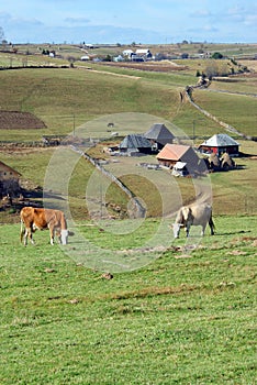 Alpine farm