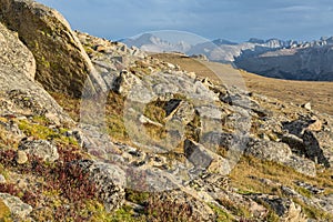 Alpine Fauna Amidst the Boulders on the Ute trail